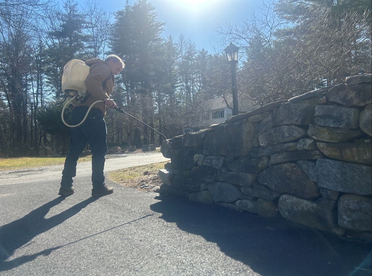 A person sprays weed killer along a stone wall beside a road, wearing a backpack sprayer on a sunny day.
