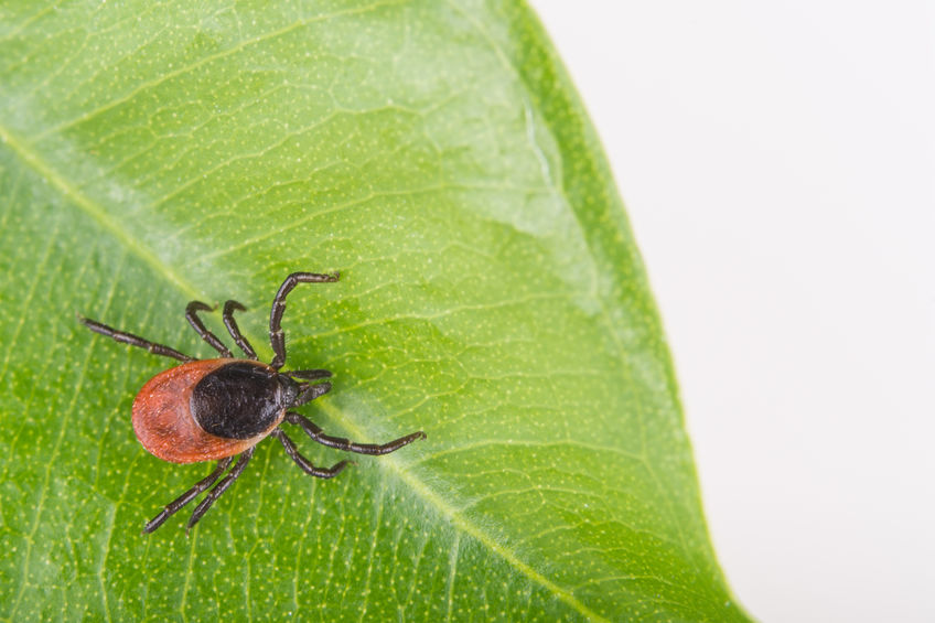 Close-up of a red and black tick crawling on a green leaf against a white background.