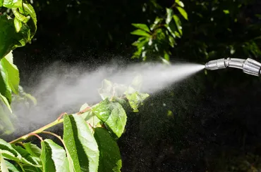 Water being sprayed from a hose onto green plants, with sunlight highlighting the misty spray.